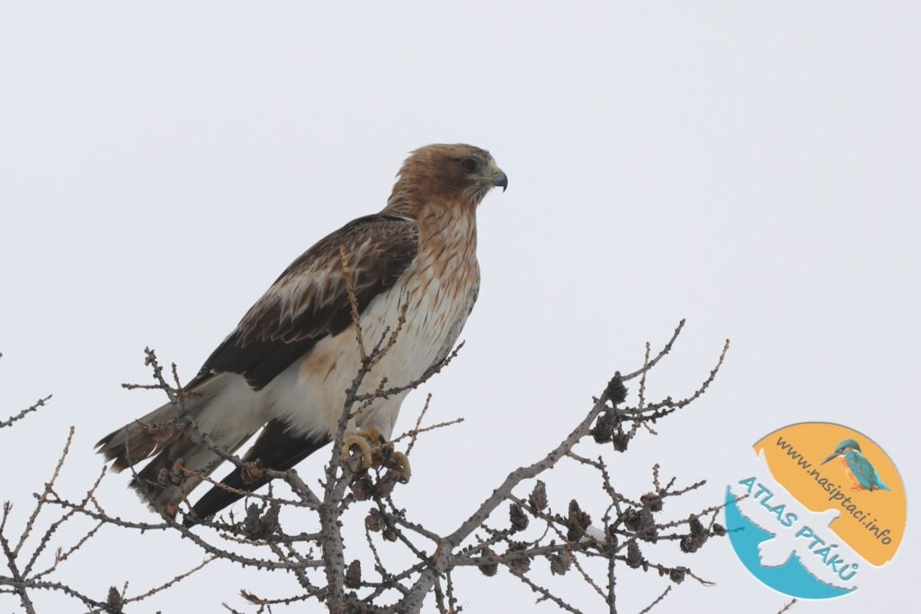 Kompletní průvodce světem našich ptáků. Atlas s fotkami a zvuky, články o druzích a rady, jak přikrmovat. Informační web pro všechny přátele přírody NAŠI PTÁCI