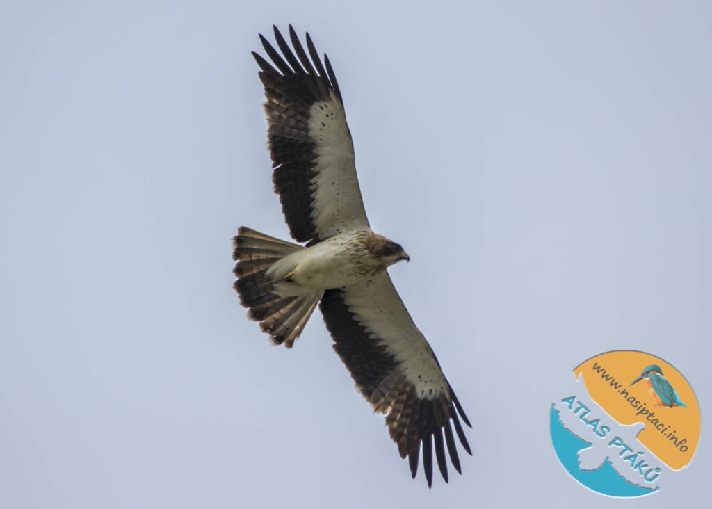 Kompletní průvodce světem našich ptáků. Atlas s fotkami a zvuky, články o druzích a rady, jak přikrmovat. Informační web pro všechny přátele přírody NAŠI PTÁCI