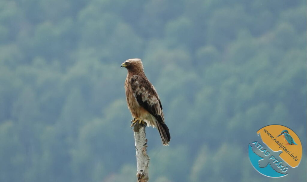 Kompletní průvodce světem našich ptáků. Atlas s fotkami a zvuky, články o druzích a rady, jak přikrmovat. Informační web pro všechny přátele přírody NAŠI PTÁCI