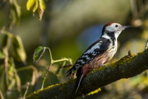 Kompletní průvodce světem našich ptáků. Atlas s fotkami a zvuky, články o druzích a rady, jak přikrmovat. Informační web pro všechny přátele přírody NAŠI PTÁCI