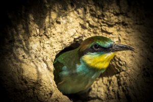 Kompletní průvodce světem našich ptáků. Atlas s fotkami a zvuky, články o druzích a rady, jak přikrmovat. Informační web pro všechny přátele přírody NAŠI PTÁCI