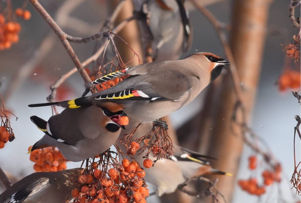Kompletní průvodce světem našich ptáků. Atlas s fotkami a zvuky, články o druzích a rady, jak přikrmovat. Informační web pro všechny přátele přírody NAŠI PTÁCI