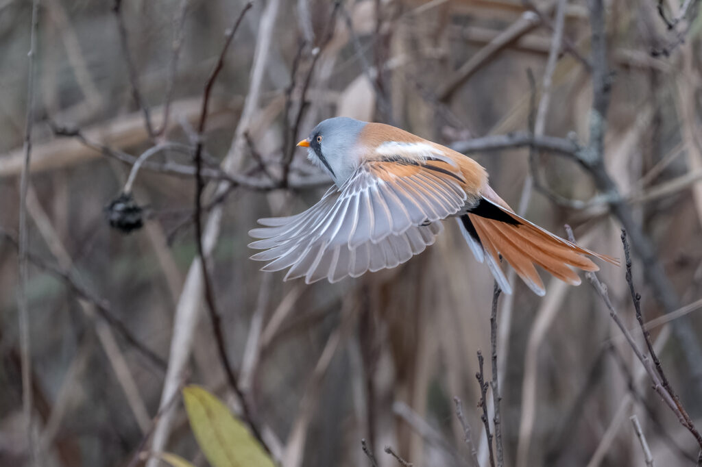 Kompletní průvodce světem našich ptáků. Atlas s fotkami a zvuky, články o druzích a rady, jak přikrmovat. Informační web pro všechny přátele přírody NAŠI PTÁCI