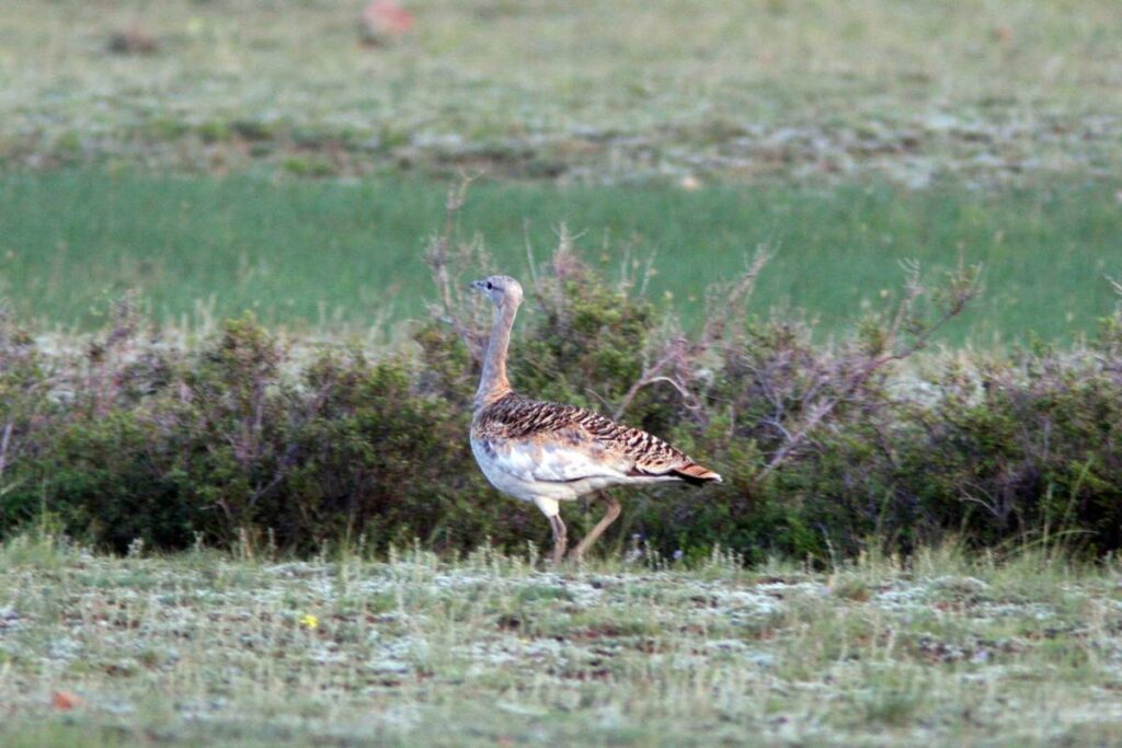 Kompletní průvodce světem našich ptáků. Atlas s fotkami a zvuky, články o druzích a rady, jak přikrmovat. Informační web pro všechny přátele přírody NAŠI PTÁCI
