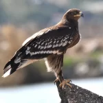Výskyt Orla Křiklavého ČR
