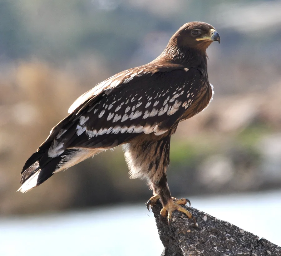 Kompletní průvodce světem našich ptáků. Atlas s fotkami a zvuky, články o druzích a rady, jak přikrmovat. Informační web pro všechny přátele přírody NAŠI PTÁCI