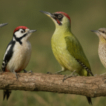 Datlovití (Picidae) v České republice