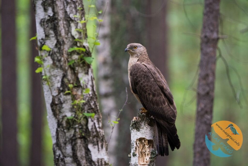 Kompletní průvodce světem našich ptáků. Atlas s fotkami a zvuky, články o druzích a rady, jak přikrmovat. Informační web pro všechny přátele přírody NAŠI PTÁCI