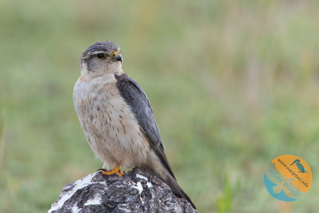 Kompletní průvodce světem našich ptáků. Atlas s fotkami a zvuky, články o druzích a rady, jak přikrmovat. Informační web pro všechny přátele přírody NAŠI PTÁCI