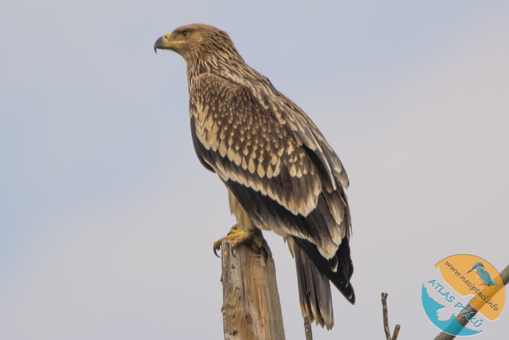 Kompletní průvodce světem našich ptáků. Atlas s fotkami a zvuky, články o druzích a rady, jak přikrmovat. Informační web pro všechny přátele přírody NAŠI PTÁCI