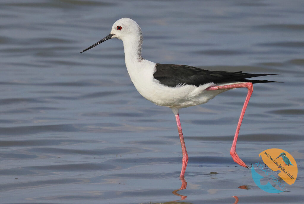 Kompletní průvodce světem našich ptáků. Atlas s fotkami a zvuky, články o druzích a rady, jak přikrmovat. Informační web pro všechny přátele přírody NAŠI PTÁCI