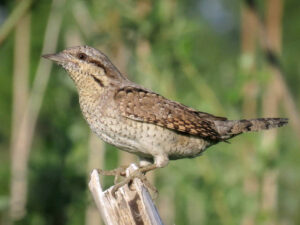 Kompletní průvodce světem našich ptáků. Atlas s fotkami a zvuky, články o druzích a rady, jak přikrmovat. Informační web pro všechny přátele přírody NAŠI PTÁCI