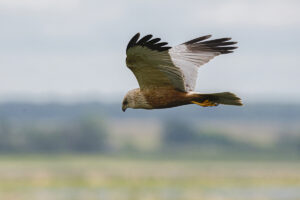 Kompletní průvodce světem našich ptáků. Atlas s fotkami a zvuky, články o druzích a rady, jak přikrmovat. Informační web pro všechny přátele přírody NAŠI PTÁCI