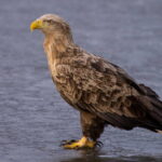 Orel mořský na jižní Moravě- detailní manuál k hnízdění
