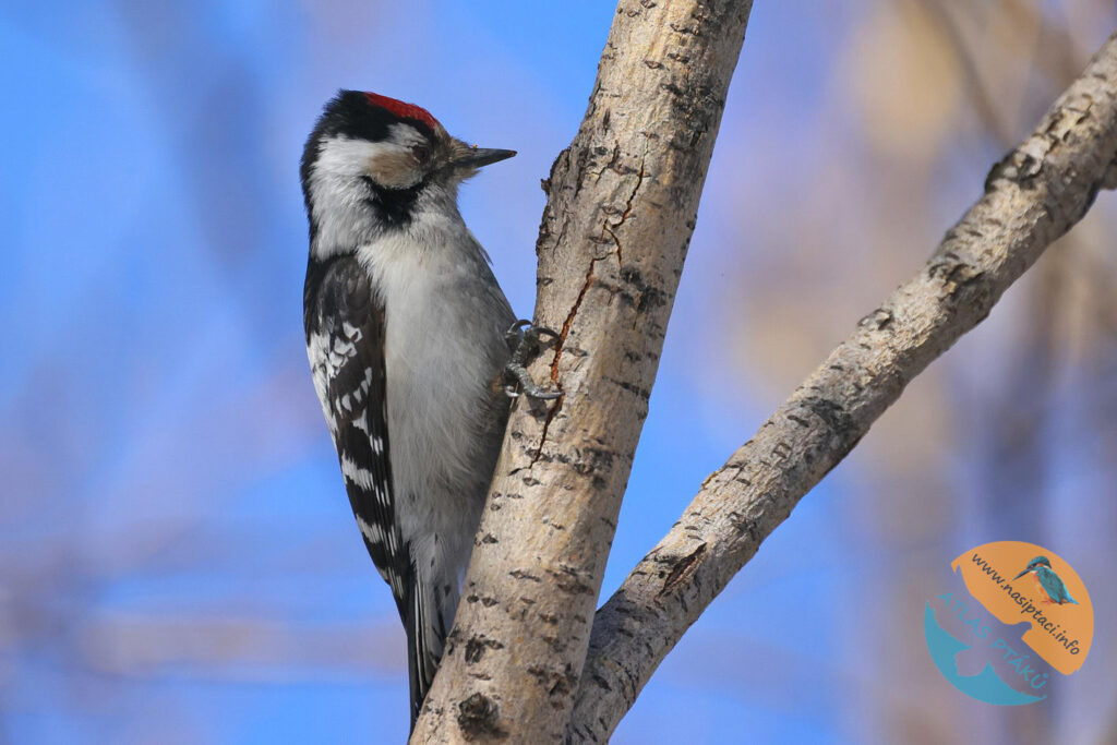 Kompletní průvodce světem našich ptáků. Atlas s fotkami a zvuky, články o druzích a rady, jak přikrmovat. Informační web pro všechny přátele přírody NAŠI PTÁCI