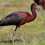 Ibis Hnědý