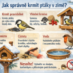 Jak správně krmit ptáky v zimě