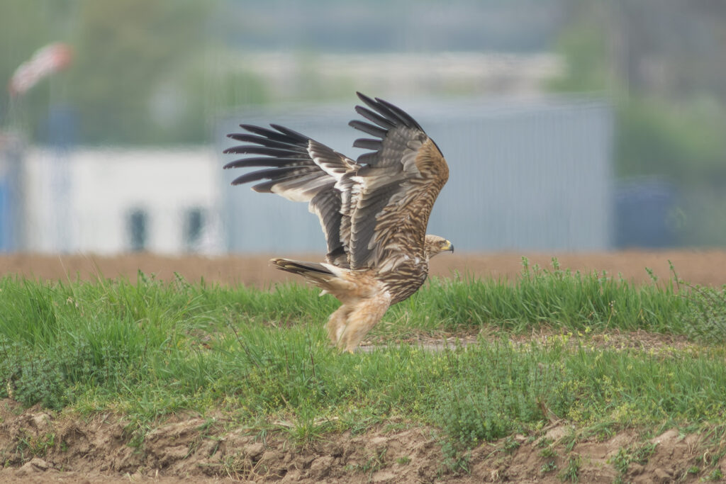 Jarní probuzení v Polesí Tvrdonice