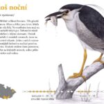 Ptáci Lednických rybníků – významná ornitologická lokalita jižní Moravy
